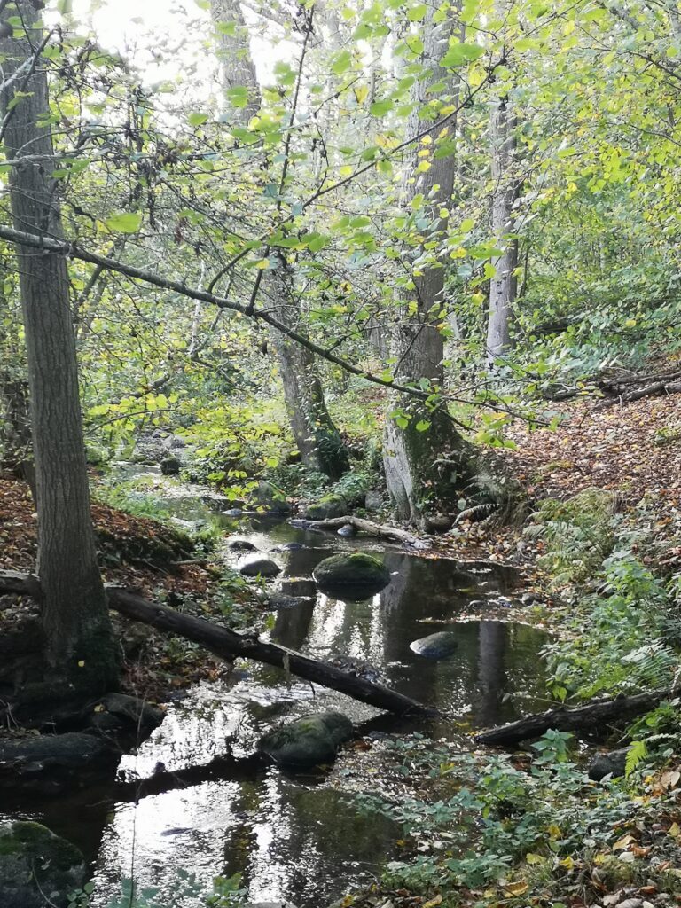 Bakke Å snor sig gennem Svartingedalen