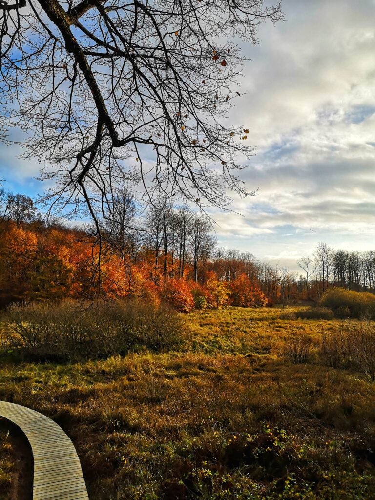 EKKODALEN Book Bornholm